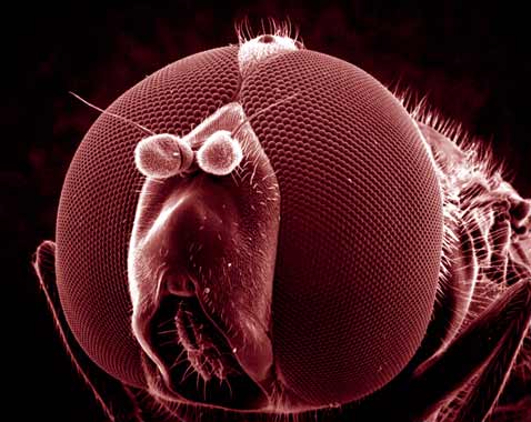 При ближайшем рассмотрении насекомые — страшные твари (фото с сайта academics.hamilton.edu).