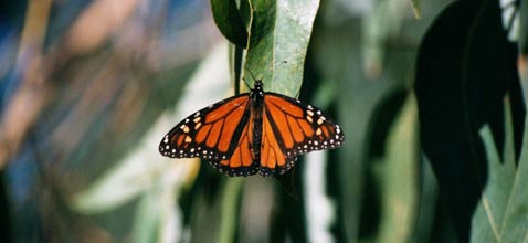 Бабочки не оскорбляют человека своим внешним видом, скорее, наоборот. И, тем не менее, вымирают (фото с сайта bigsurcalifornia.org).