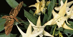 Соразвитие: моль Xanthopan morgani praedicta собирает нектар с орхидеи Angraecum sesquipedale (фото Marcel Lecoufle).